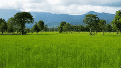 Can Agroforestry Solve Deforestation and Hunger at the Same Time?