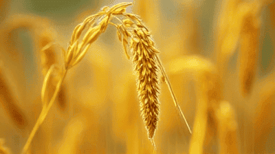 Golden Rice and Vitamin A Deficiency: Can GMOs Solve Malnutrition?