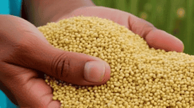 How Indigenous Crops Like Quinoa and Amaranth Are Fighting World Hunger