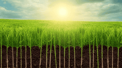 Regenerative Agriculture: Healing Soil and Fighting Climate Change