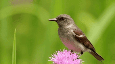 The Plight of Pollinators: Why Birds, Bats, and Butterflies Are Vanishing