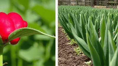 The Science Behind Companion Planting: Why Some Crops Grow Better Together